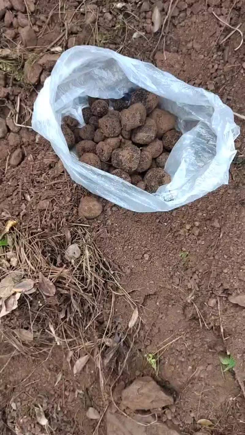 新鲜黑松露