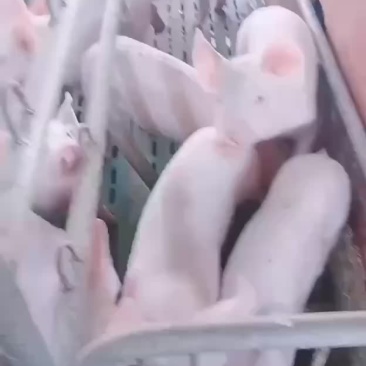 外三元仔猪