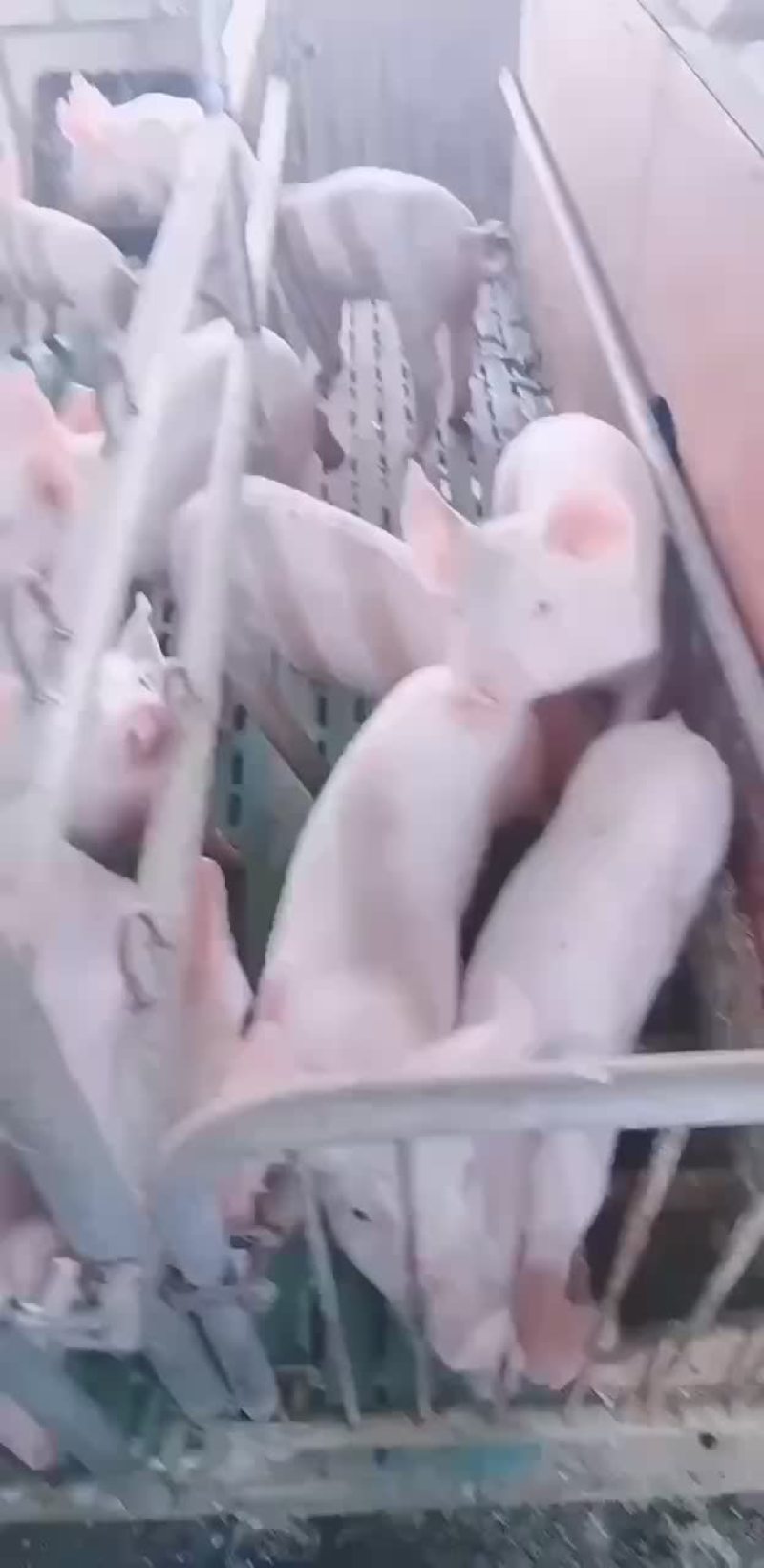 外三元仔猪