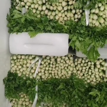 精品芹菜