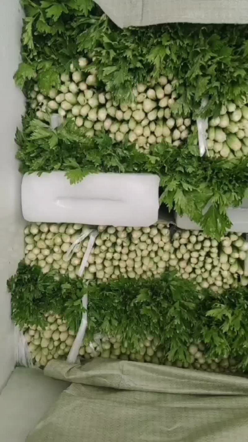 精品芹菜