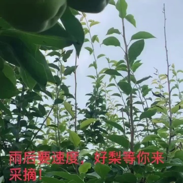 早酥梨**的时候，欢迎老板地头装成。