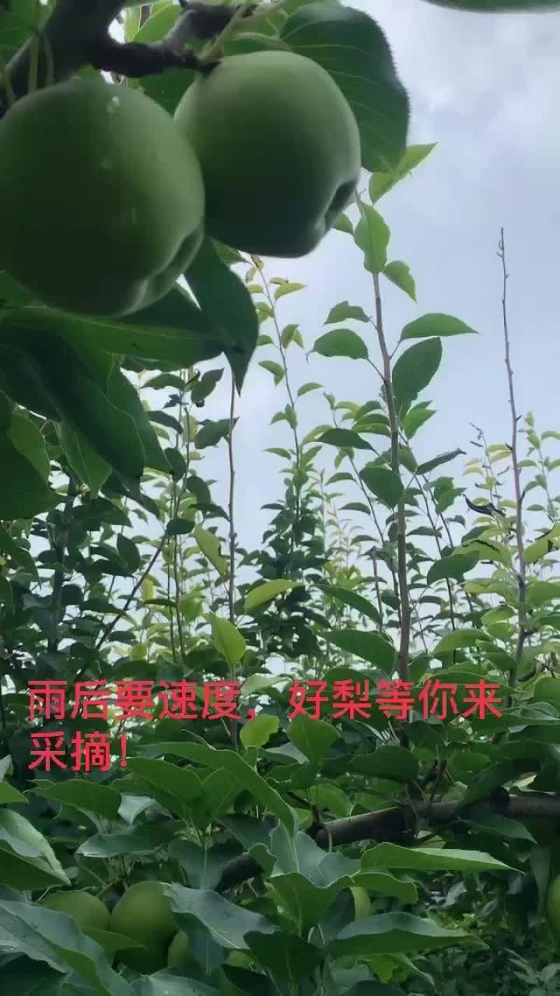 早酥梨**的时候，欢迎老板地头装成。
