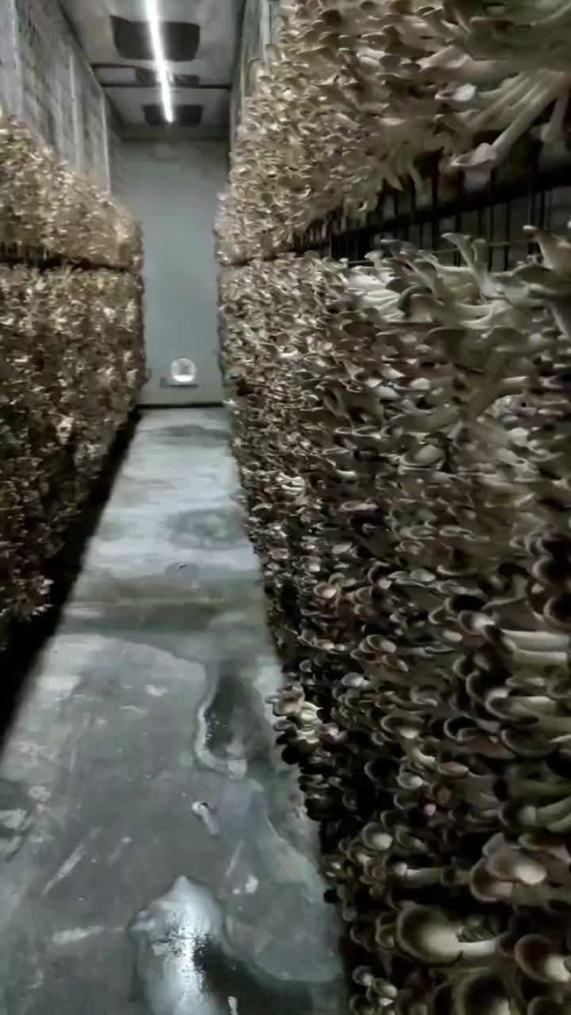 秀珍菇