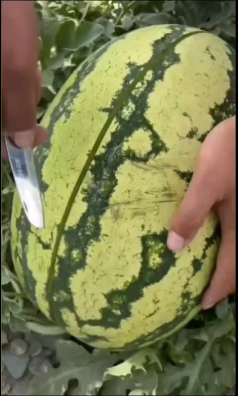 中卫硒砂瓜