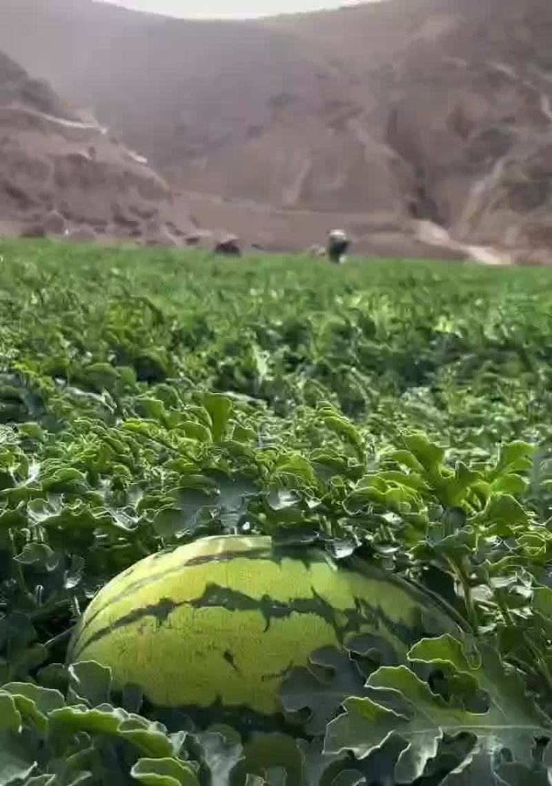 中卫硒砂瓜