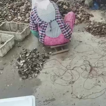 扇贝