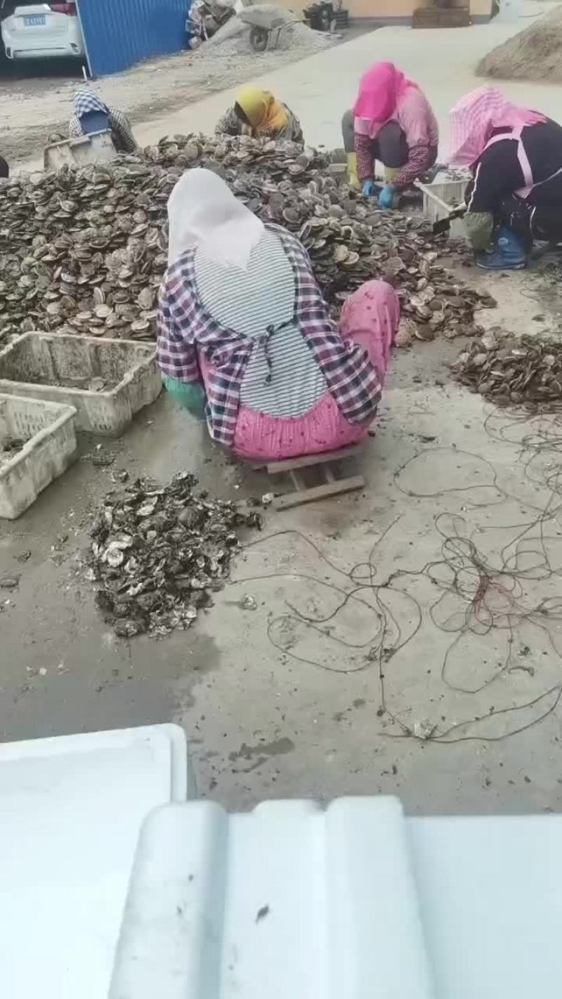 扇贝