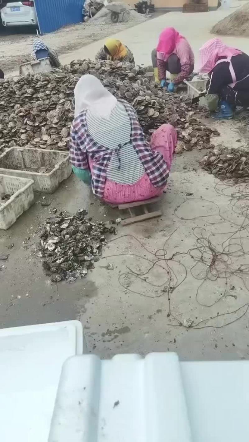 扇贝