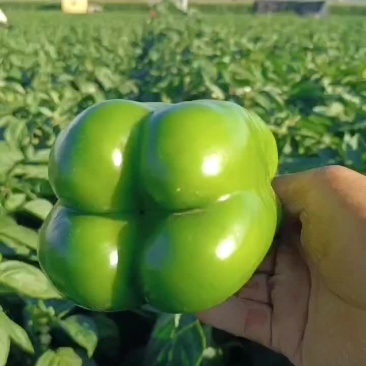 圆椒