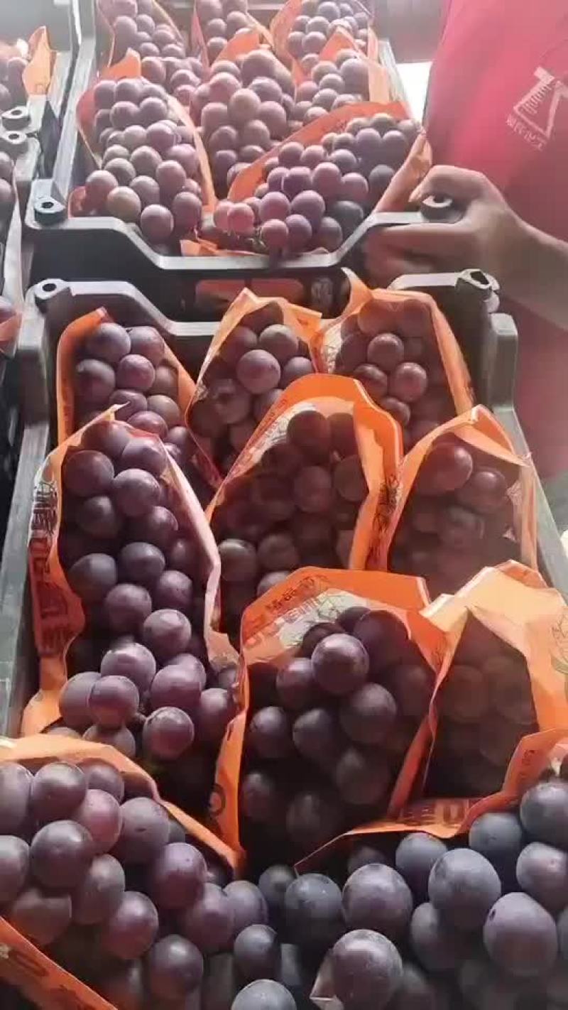 乒乓球，夏黑，维多利亚，阳光玫瑰