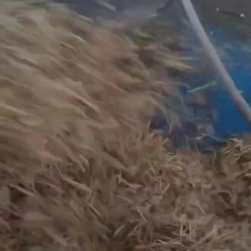 精品稻草轧锻