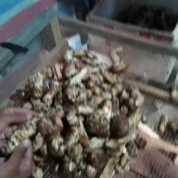 松茸