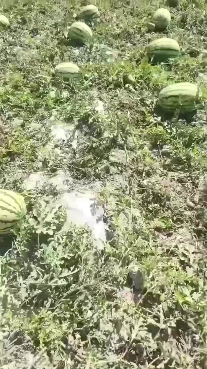 西瓜