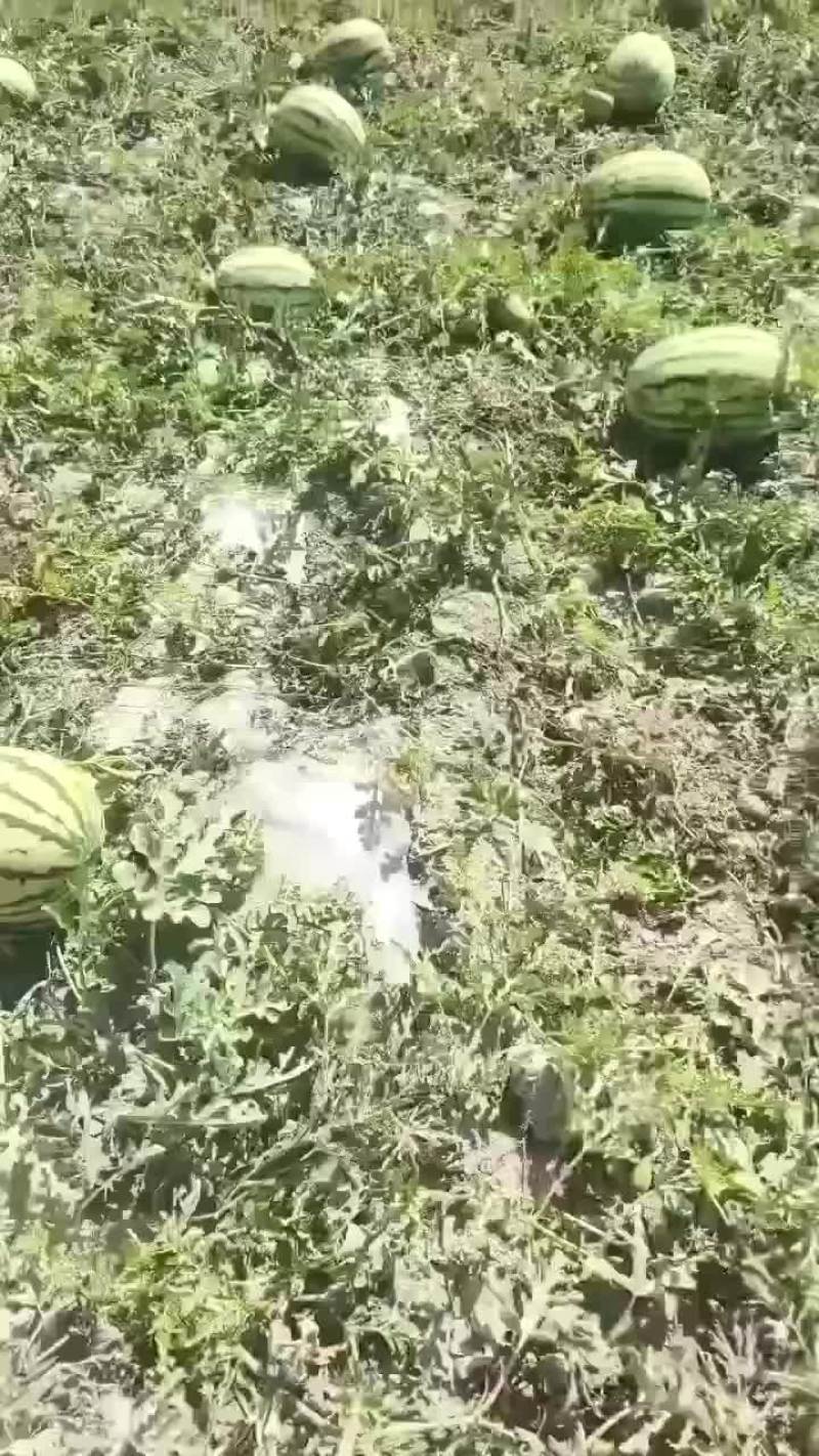 西瓜