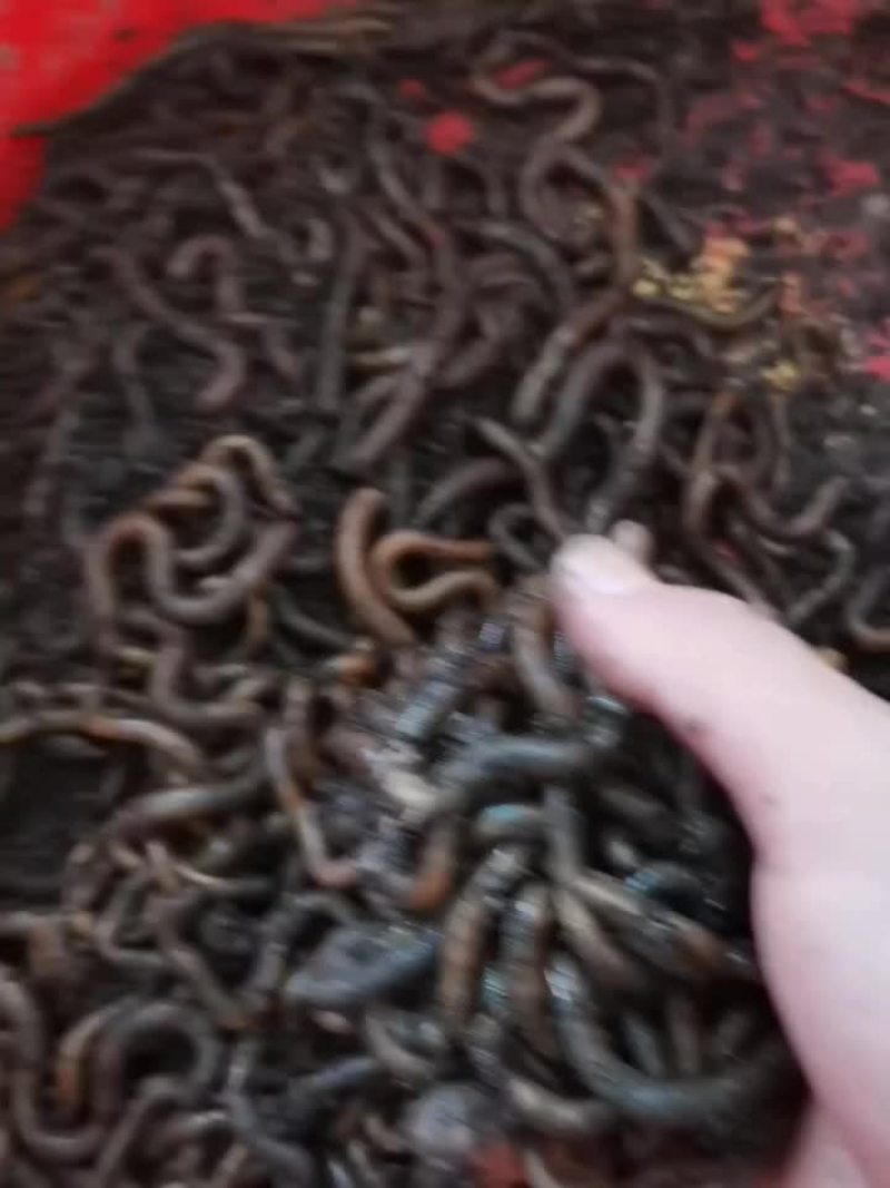 青蚯蚓臭蚯蚓