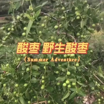 酸枣