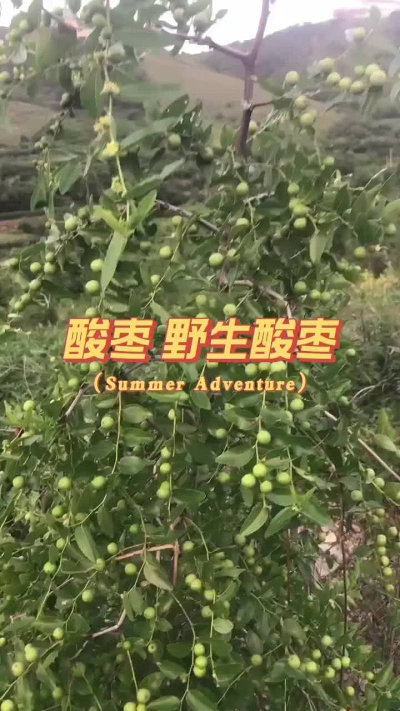 酸枣