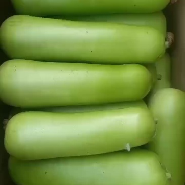 瓠子