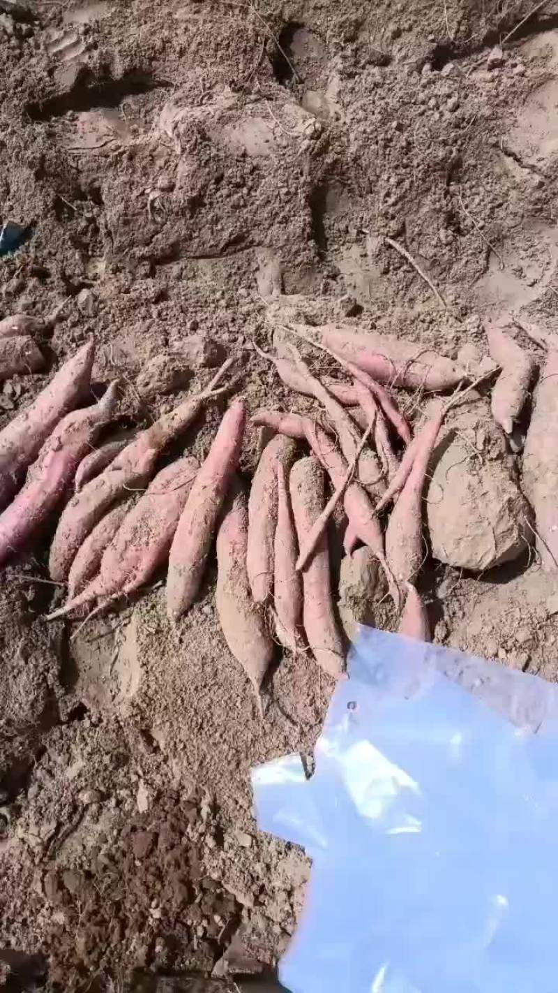 板栗红薯大量有货要的联系