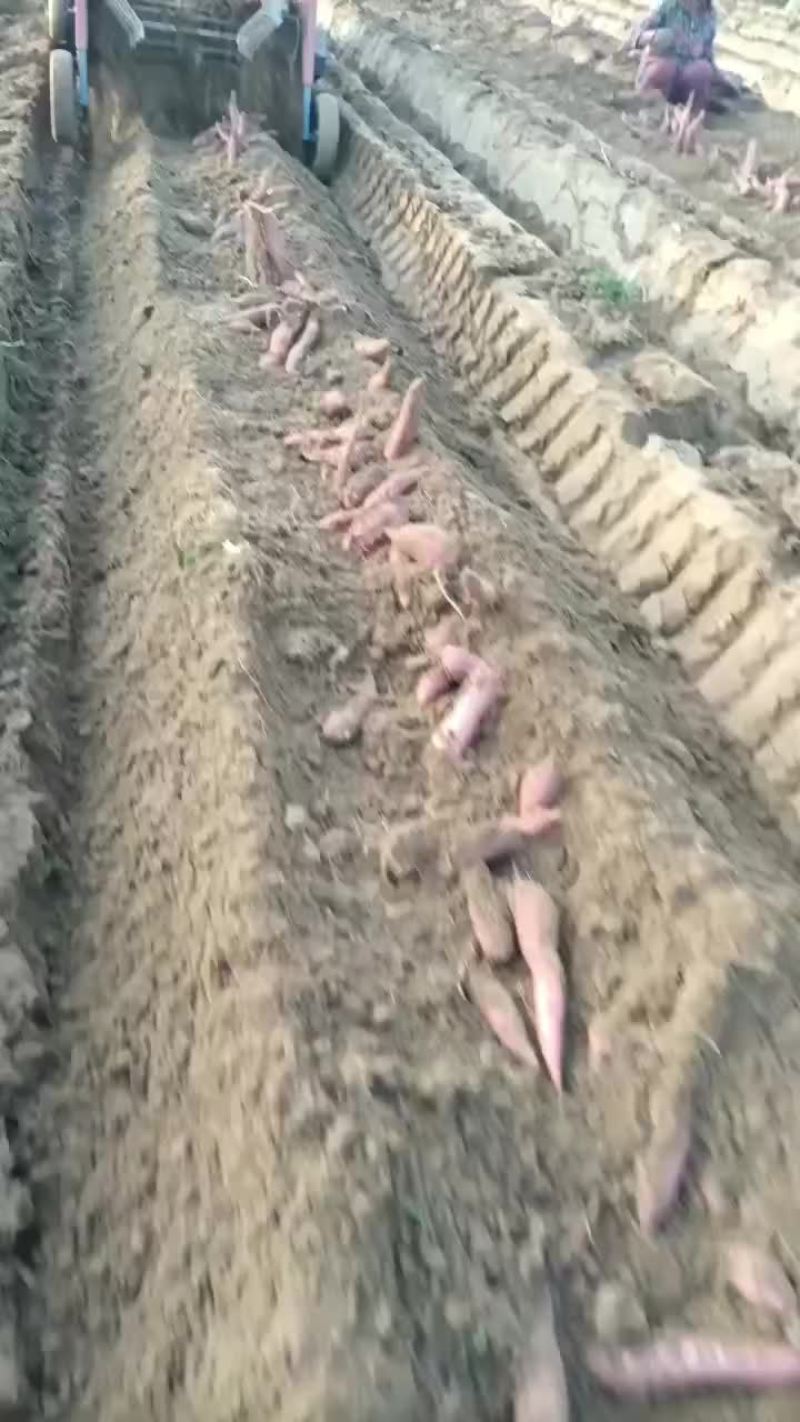 板栗红薯大量有货要的联系