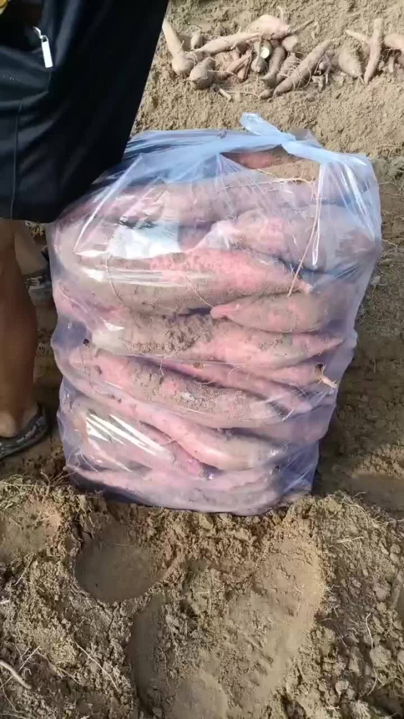 板栗红薯大量有货要的联系