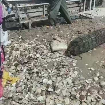 扇贝