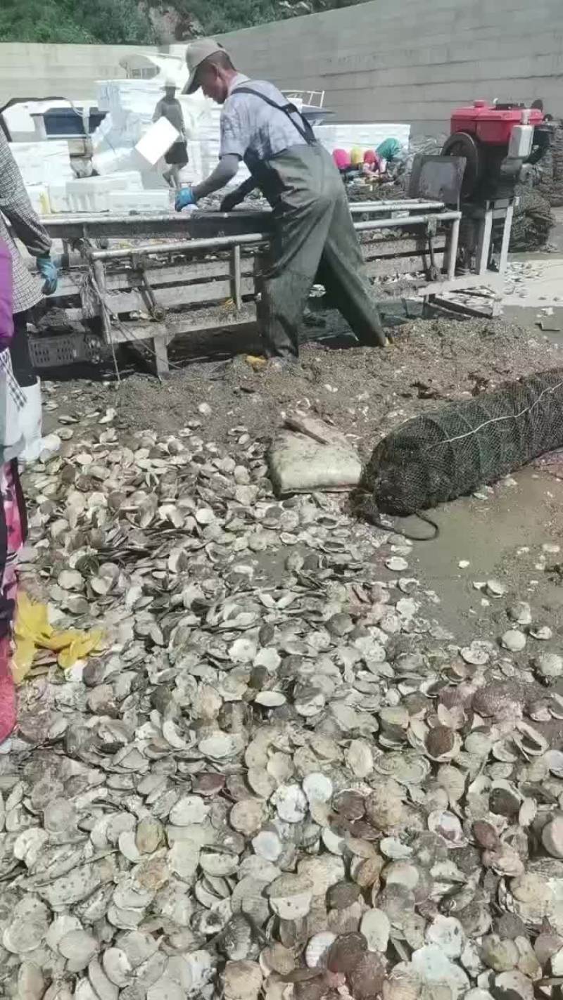 扇贝