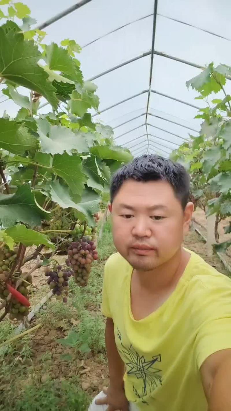 葡萄熟了