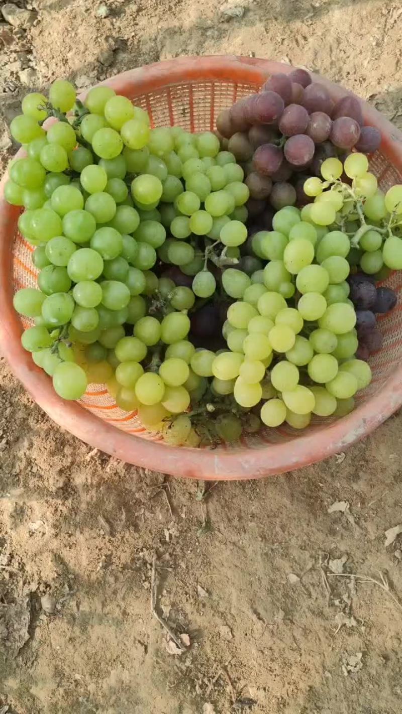 葡萄熟了