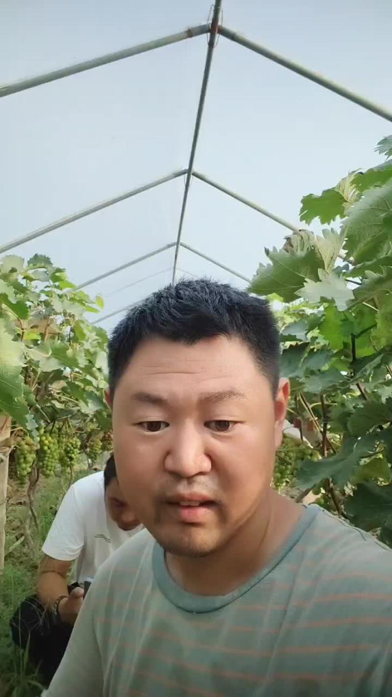 葡萄熟了