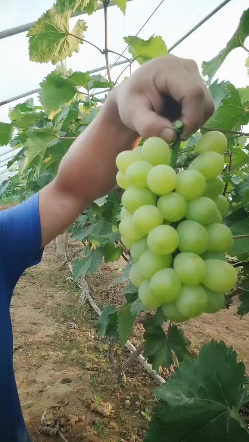 葡萄熟了