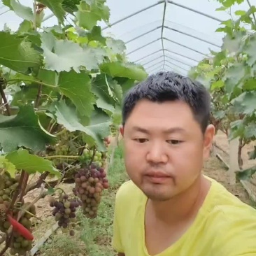 葡萄熟了