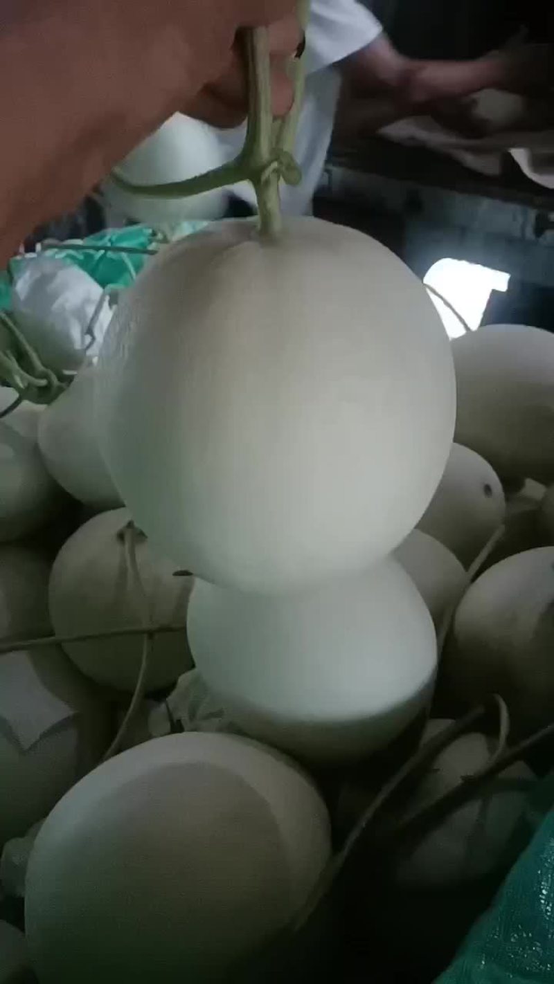 河北玉菇
