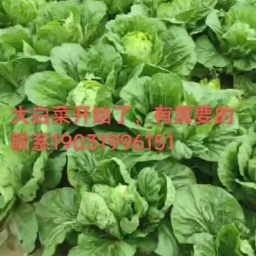 大白菜