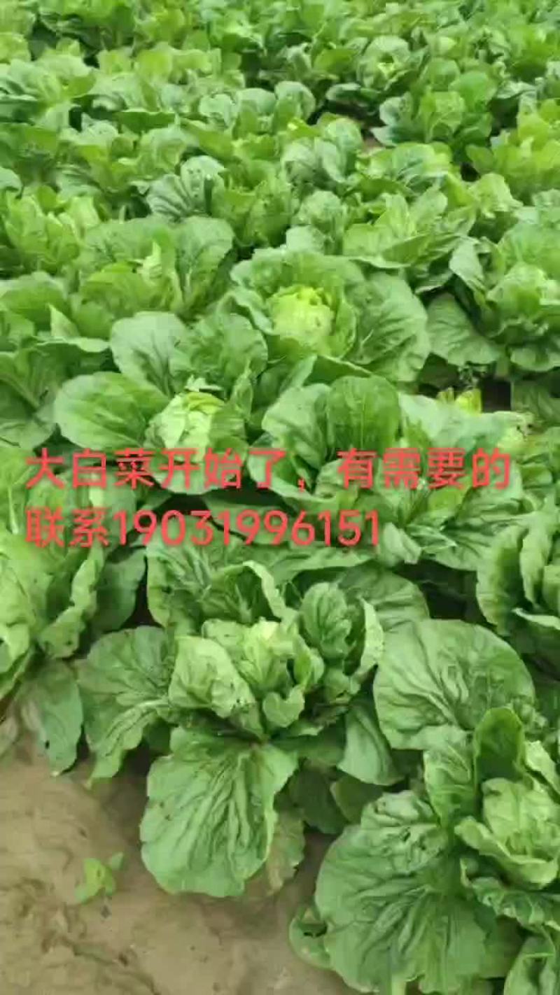 大白菜