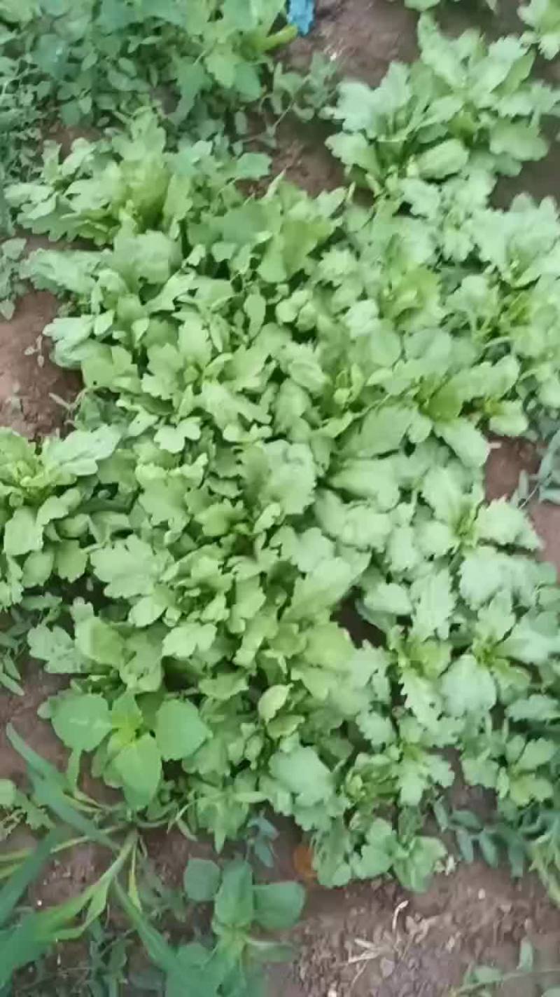 有自提的没