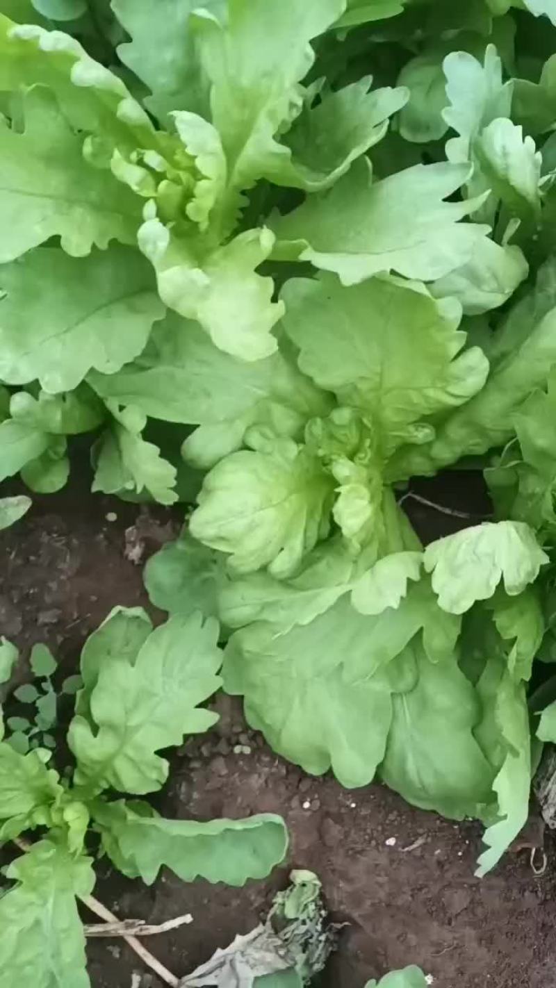 有自提的没