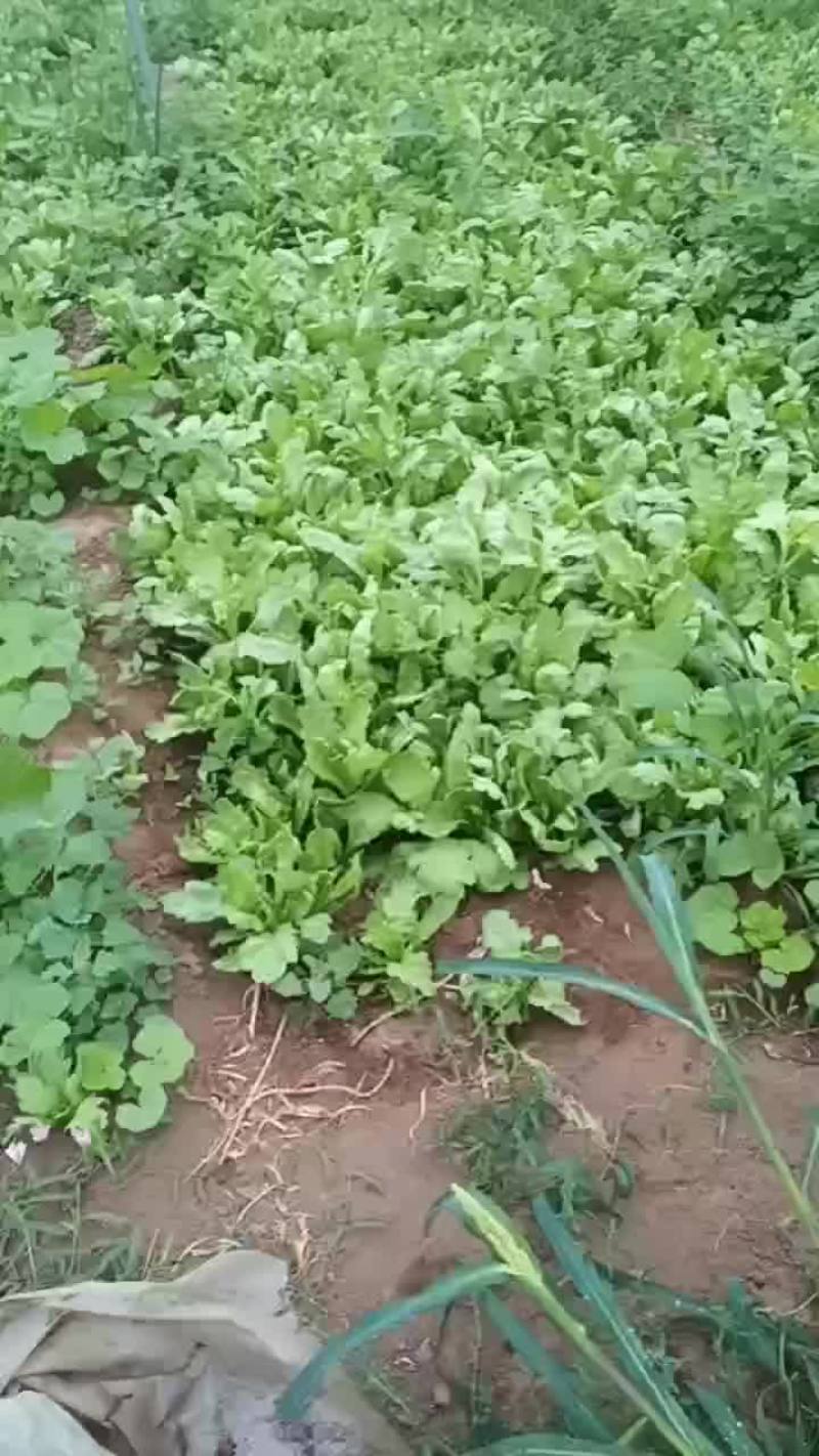 有自提的没
