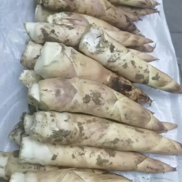 诸暨象牙笋