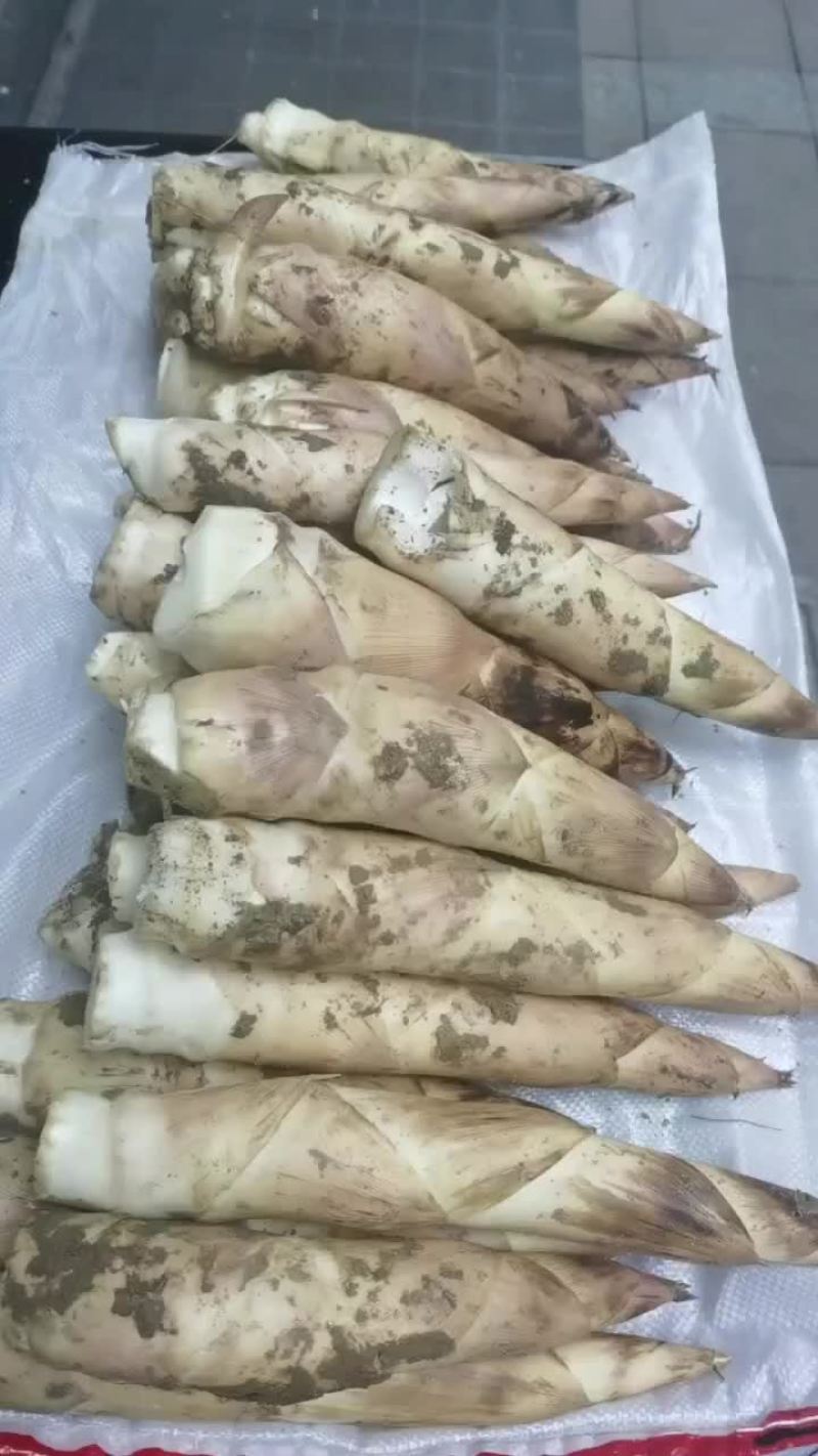 诸暨象牙笋
