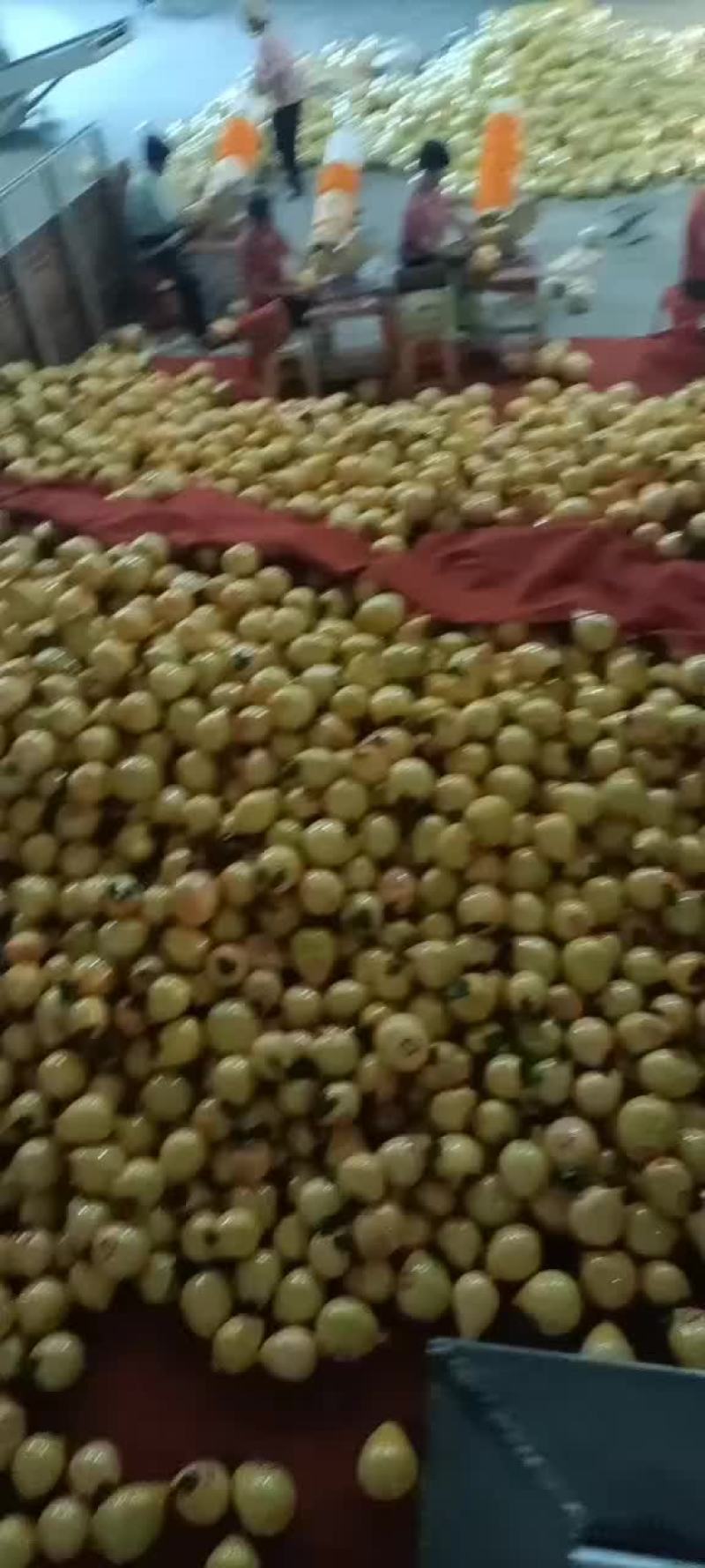 梅州蜜柚