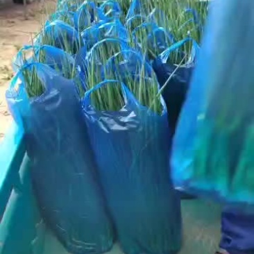 新民产地精品小葱货源充足