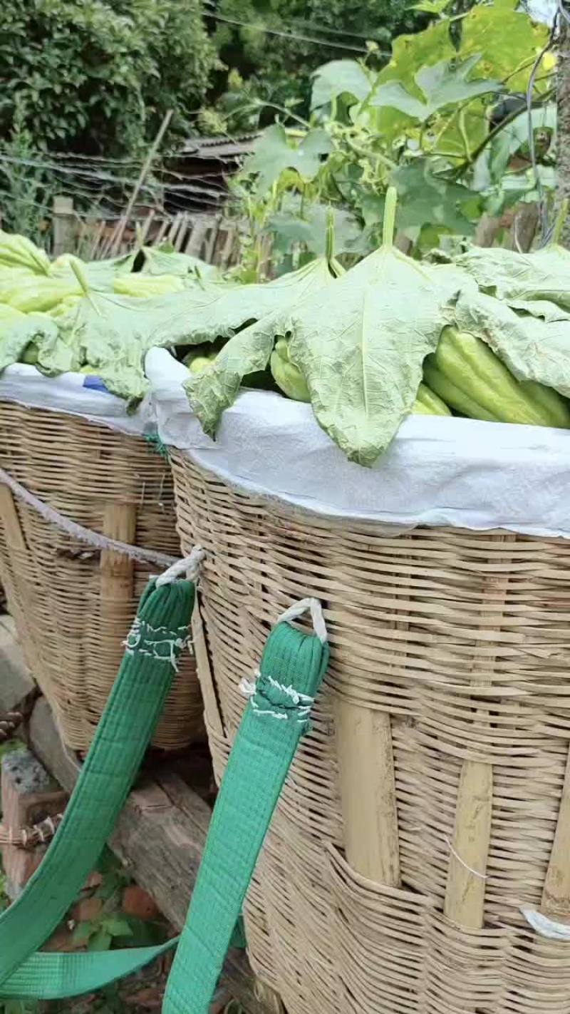 精品土耳瓜佛手瓜