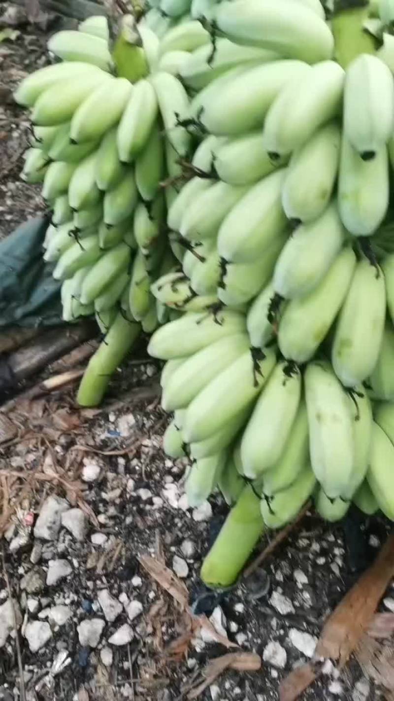 芭蕉