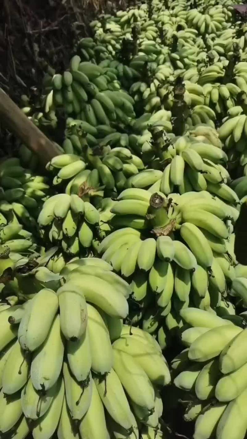 芭蕉