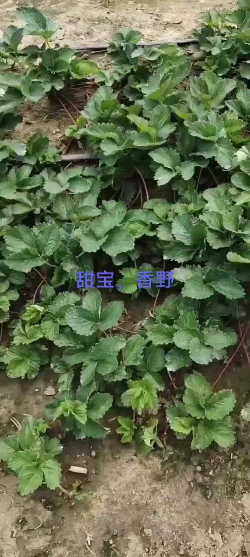 草莓苗香野，隋珠大量现货