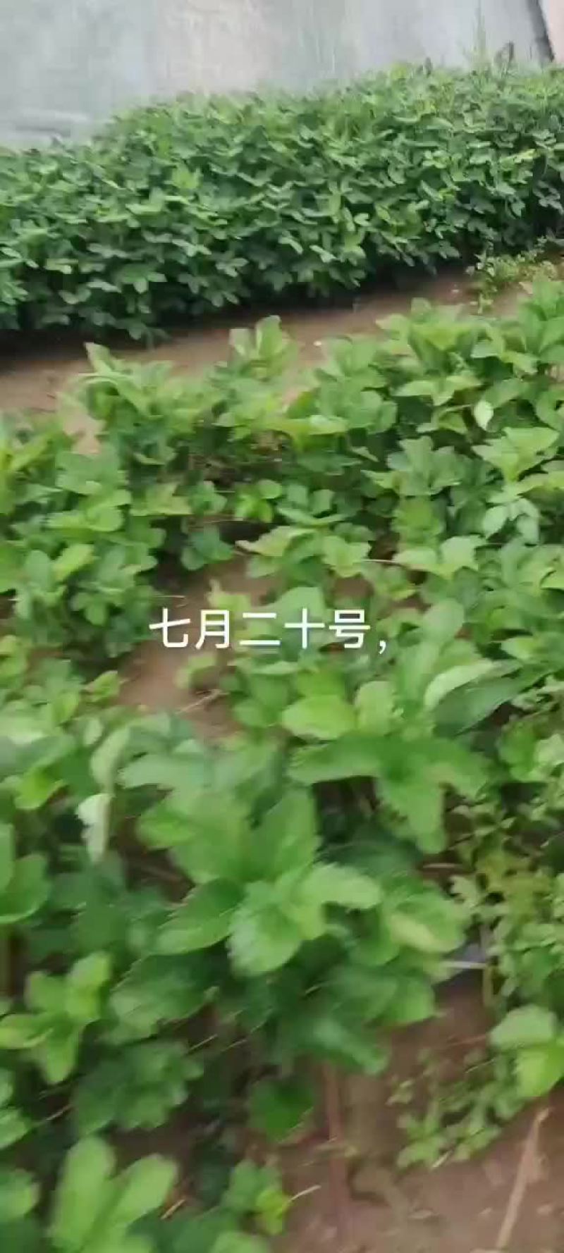 草莓苗香野，隋珠大量现货