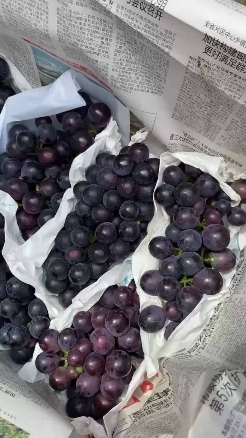 宝鸡巨峰葡萄