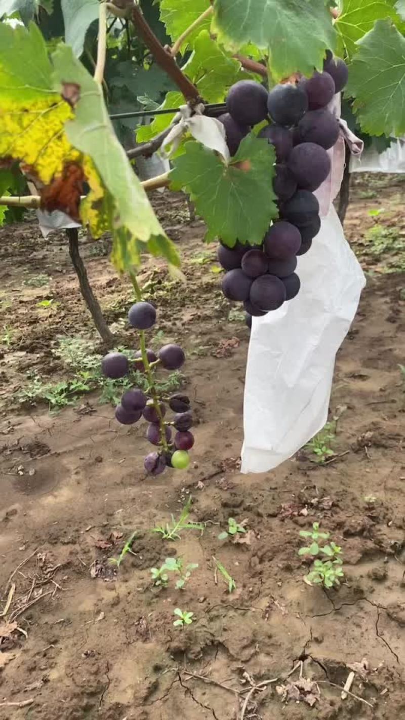 宝鸡巨峰葡萄